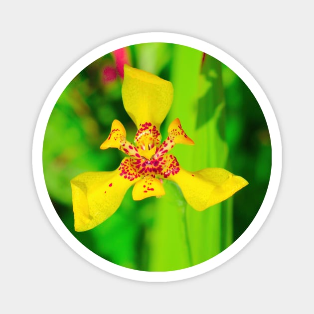 Yellow red lily blossom on green background Magnet by kall3bu